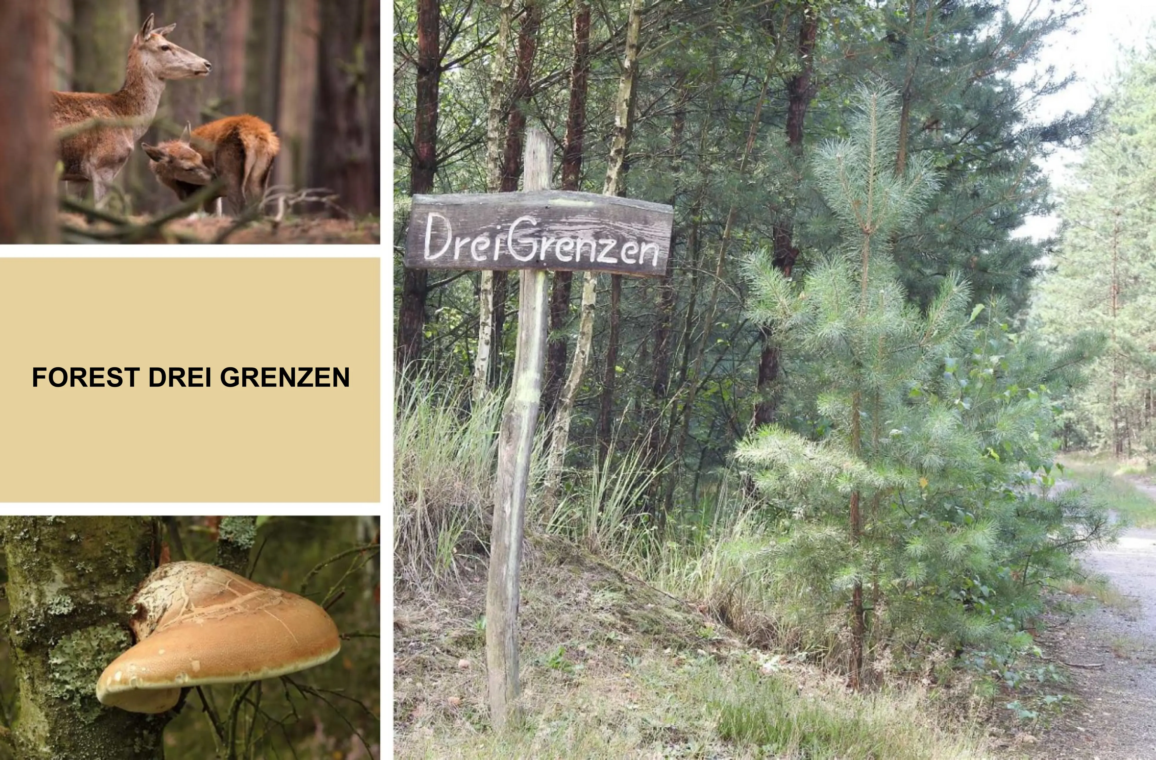 Moggelinsee Forest